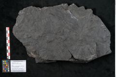 Foto (Objekt + Etikett) von Noeggerathia palmaeformis Goeppert (NHMW-GEO-2024-0188-10744)